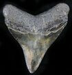Stormy Night Megalodon Tooth - South Carolina #27319-2